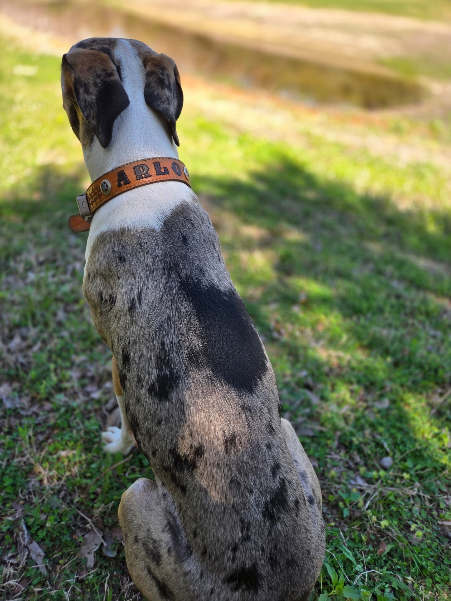 Leather dog collar