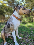 Leather dog collar