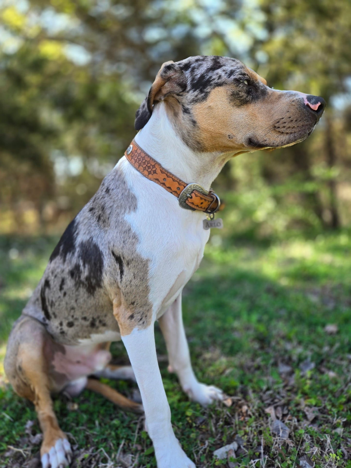 Leather dog collar