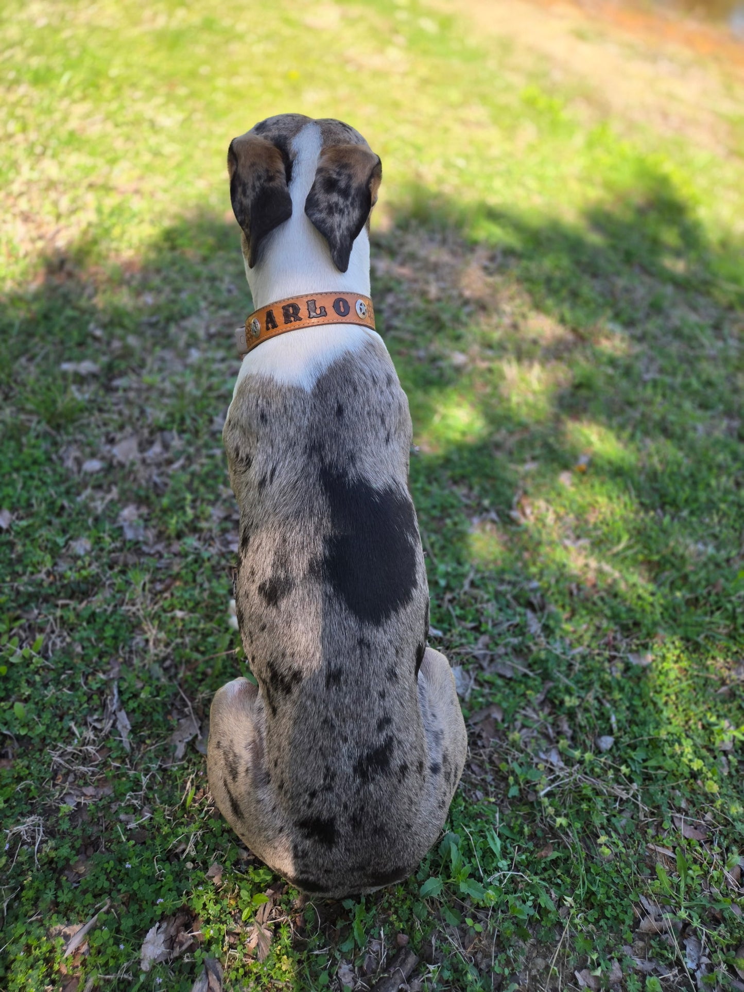 Leather dog collar