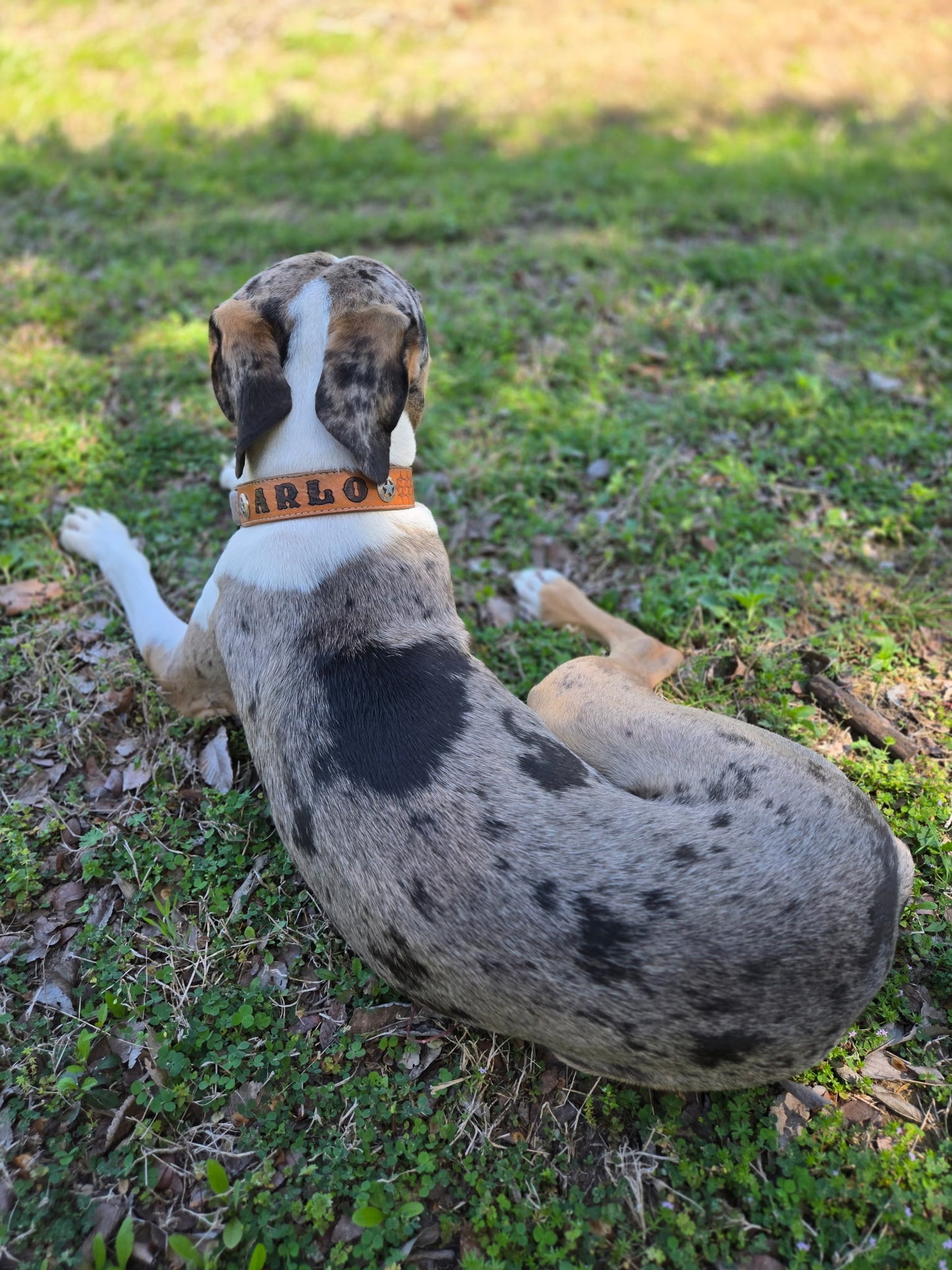 Leather dog collar