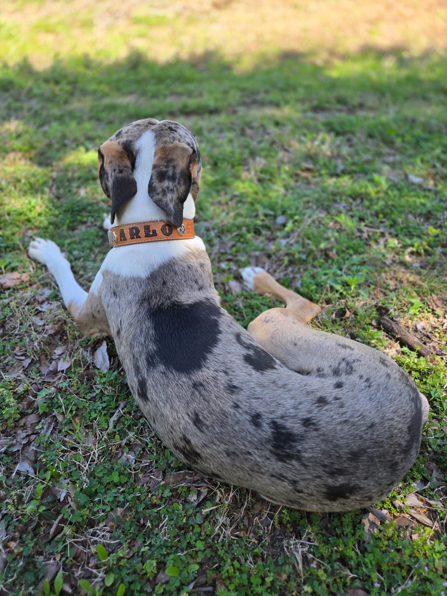 Leather dog collar
