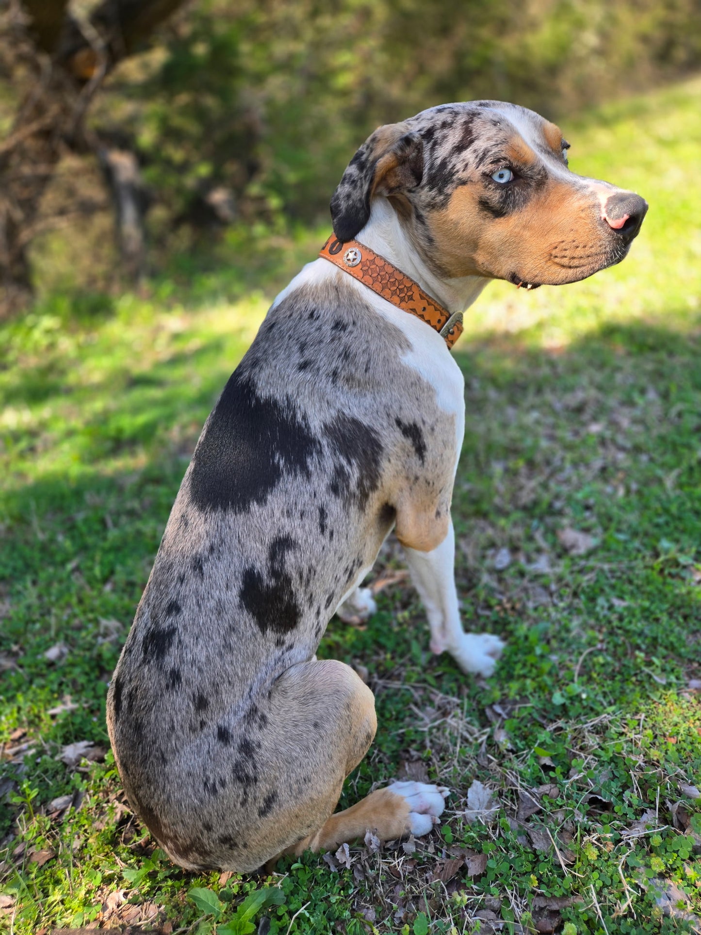 Leather dog collar